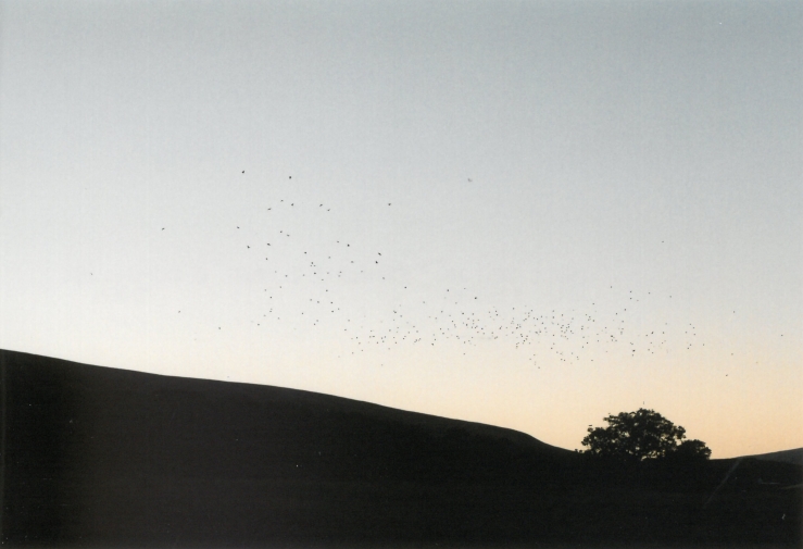 Murmur with starlings